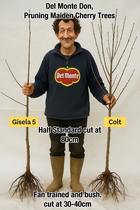 Pruning a 1 year old maiden cherry tree